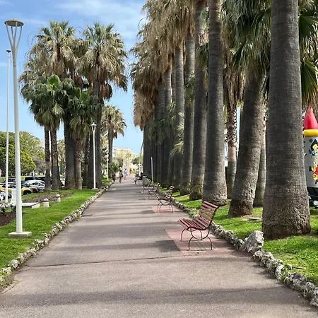Palm * 戛纳